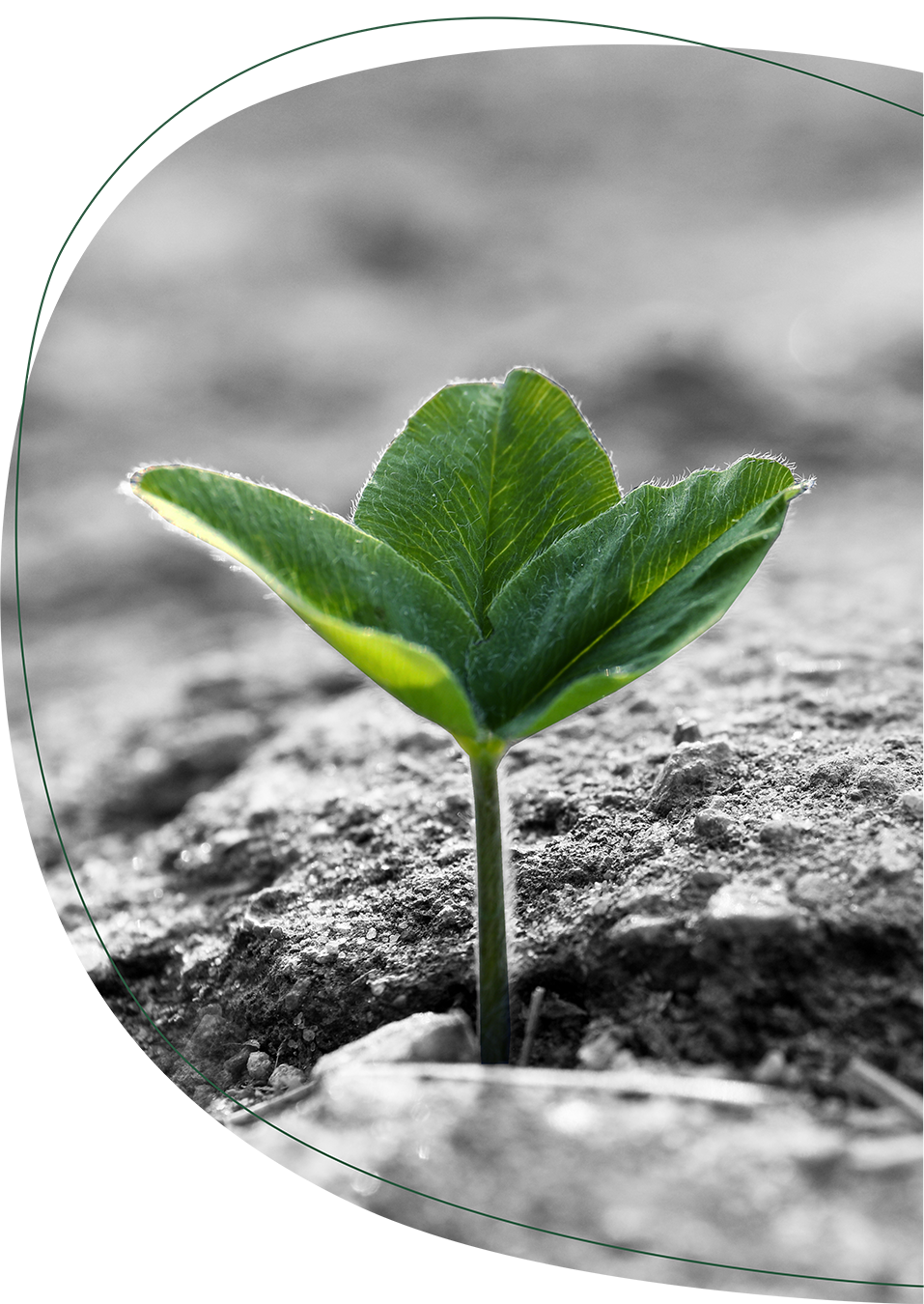 Kleine Pflanze in grün wächst zwischen Pflastersteinen in schwarz/weiß